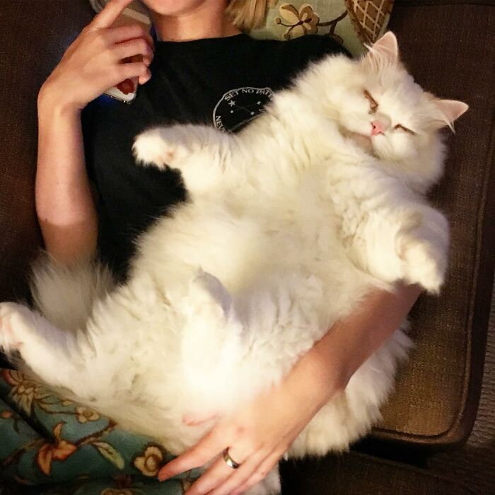 Rescued Cat Silas Surprises His Forever Family With His True Fluff Form As His Pictures Go Viral On Social Media