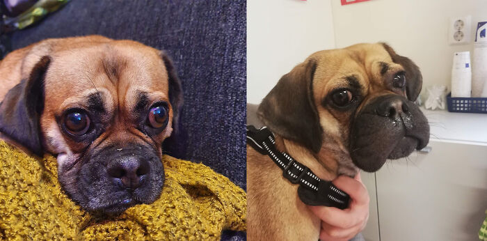 Laka Before And After Seeing, Catching And Eating A Bee