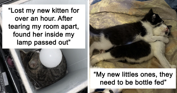 111 Heartwarming Pics Of Pets That Found Their New Home (May Edition)