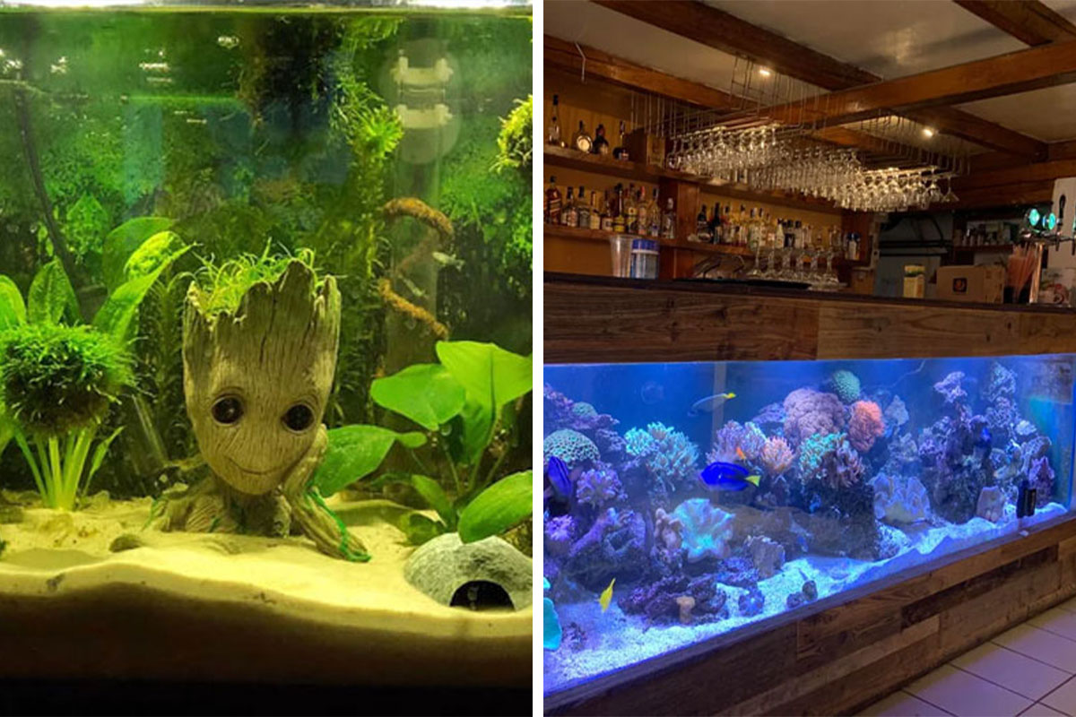 Best Unique & Creative Aquarium Decorations For Your Tank