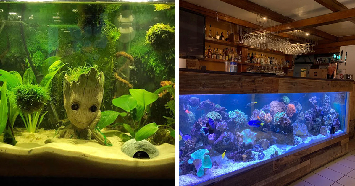 3 Aquarium Decor Ideas That You Must Try
