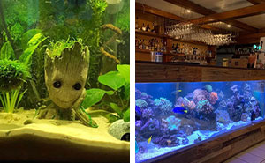 104 Stunning Aquarium Ideas, As Shared By People Online