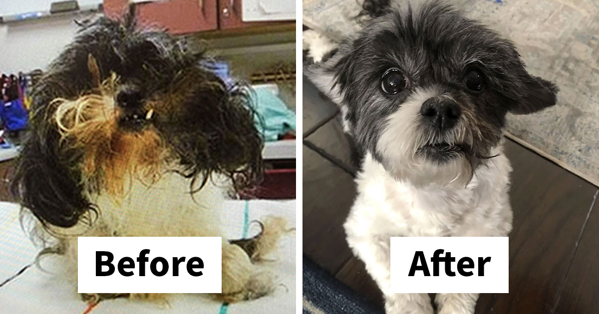 40 Pictures Of Dogs’ Before-And-After Transformations Post Adoption To ...