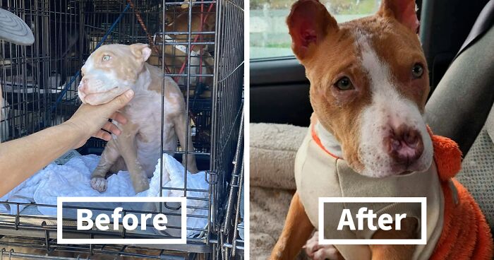 80 Dogs That Found Their Forever Home And Had An Incredible Glow-Up As A Result (New Pics)