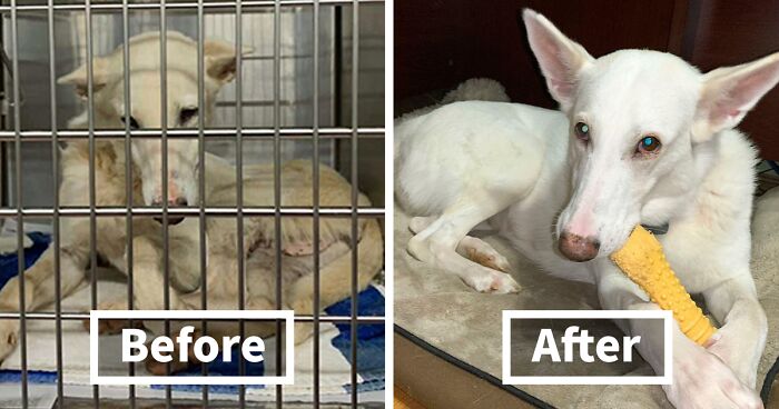 80 Wholesome Transformations Of Dogs Before And After Adoption (New Pics)