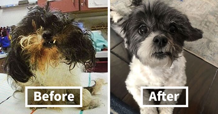 80 Before And After Pictures Of Adopted Dogs That Show The Power Of A Loving Home (New Pics)