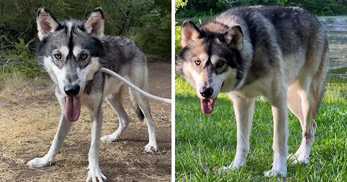 80 Pups That Were Lucky Enough To Be Adopted And The Transformations They’ve Undergone (New Pics)