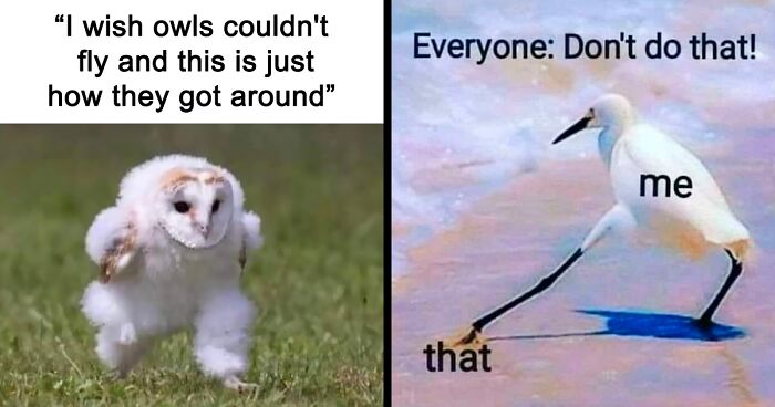 39 Giggle-Worthy Memes Where Birds Took Center Stage