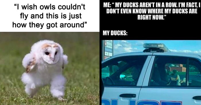 39 Giggle-Worthy Memes Where Birds Took Center Stage