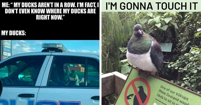 39 Times Birds Became An Inspiration For Hilarious Memes