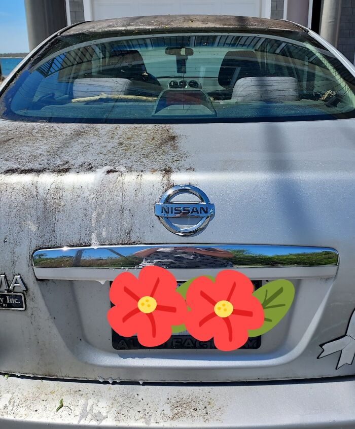 I Park Under A Tree, And My Car Gets Covered With Pollen And Sap. Finally Washed It Today!