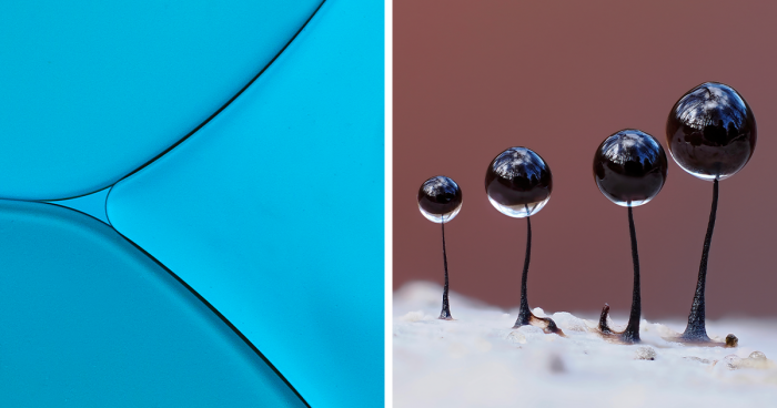 31 Winning Images Of The 2022 Close-Up Photographer Of The Year Challenge: Minimal