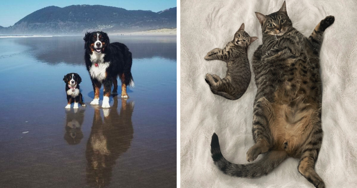 From Puppyhood To Adulthood: 69 Combined Photos Of Dogs And Other Pets That Show How Much They Have Changed