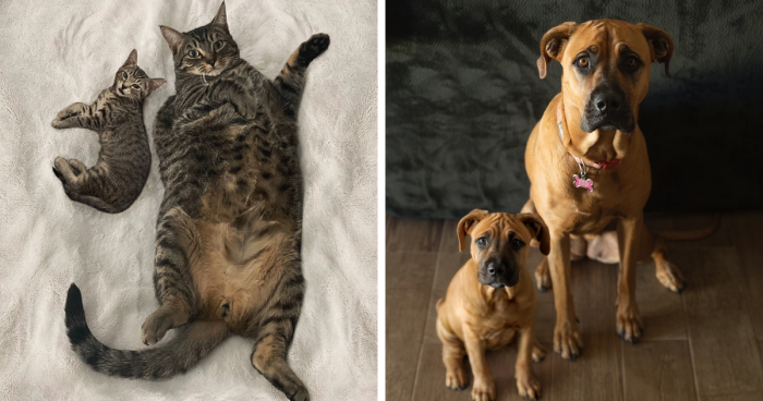 Before And After: 69 Adorable Puppies And Their Adult Selves That I Combined In These Photos