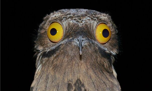 common-potoo.jpg