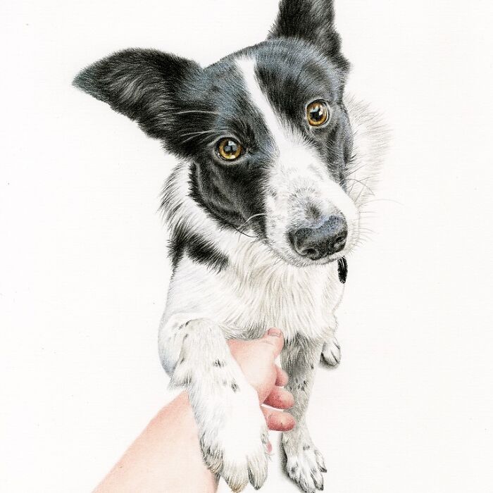 I Specialize In Pet Art, And Here Are 5 Of My Drawings Of Dogs