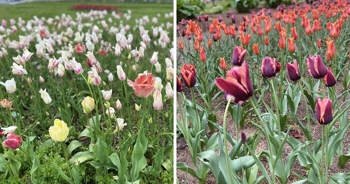 I Went To The Tulip Town Festival, And Here Are Some Of The Best Photos I Took (27 Pics)