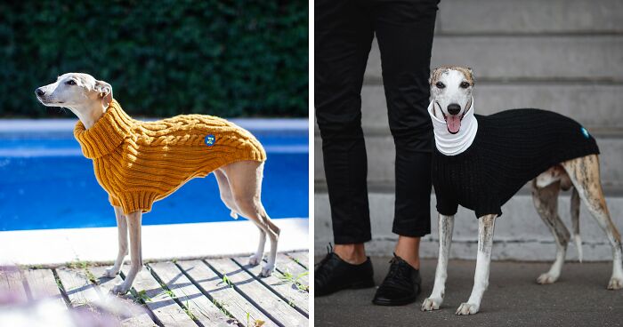 My Team Of Professionals Created 10 Stylish Outfits For Whippet Dogs