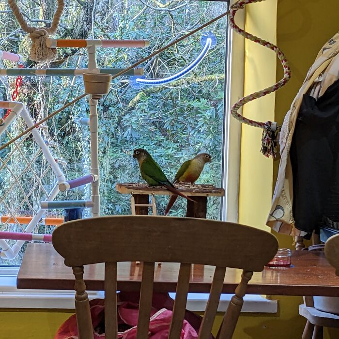 Hey Pandas, Share Your Bird Set Up (Closed)