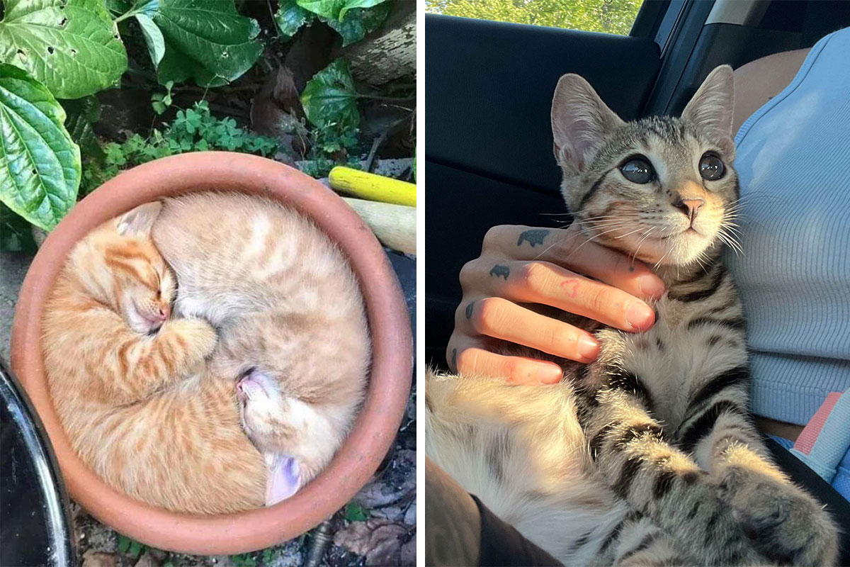 Cats of Instagram  Daily doses of original, cute, cat photos