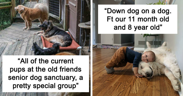 92 Dogs Who Reached Old Age But Are As Adorable As Ever