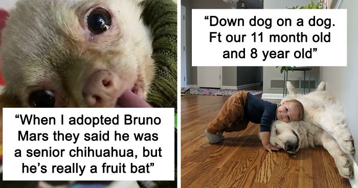 92 Wholesome Senior Dog Pics To Make You Smile