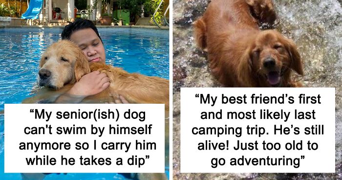 92 Senior Dogs That Might Be Too Adorable To Handle