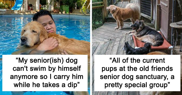 92 Dogs “In Retirement” Who Might Just Bring A Smile To Your Face