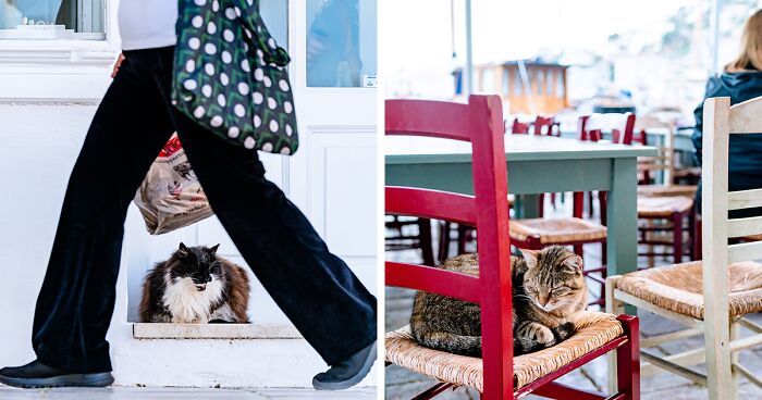 40 Captivating Photos Of Cats From Hydra Island In Greece That I Took