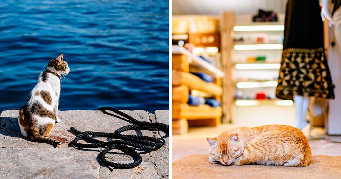 40 Cats Living In One Of The Most Beautiful Greek Islands That I Photographed