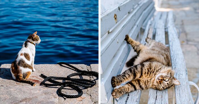 I Am A Photographer Who Captured Cats On Hydra Island, And Here Are My 40 Best Works