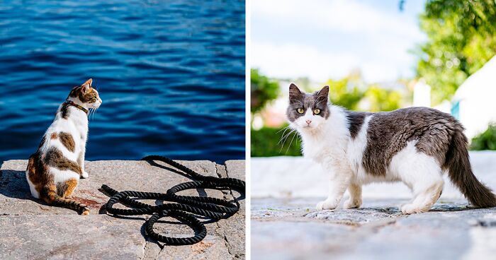 40 Cats Living In One Of The Most Beautiful Greek Islands That I Photographed