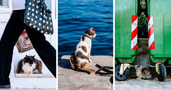 40 Cats Living In One Of The Most Beautiful Greek Islands That I Photographed