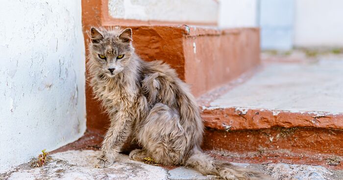 Cats Of Hydra Island: I Photographed Felines Living In Greece (40 Pics)