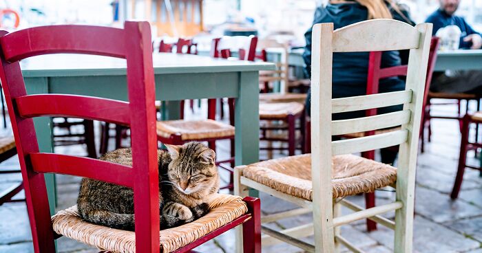 I Visited Hydra Island And Took Photos Of Cats Living There (40 Pics)