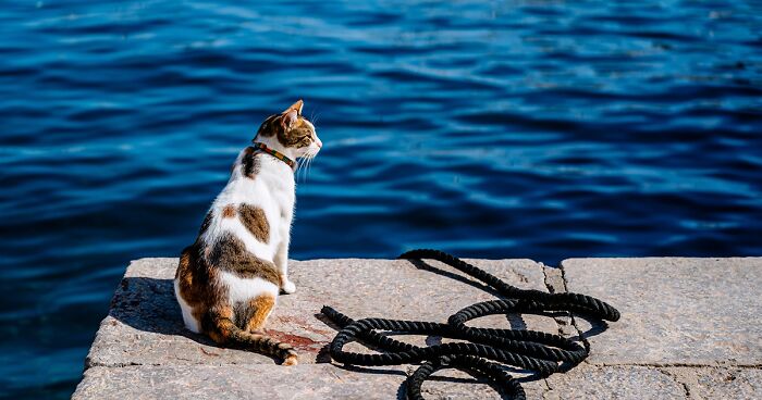 Cats Of Hydra Island In 40 Photographs I Took