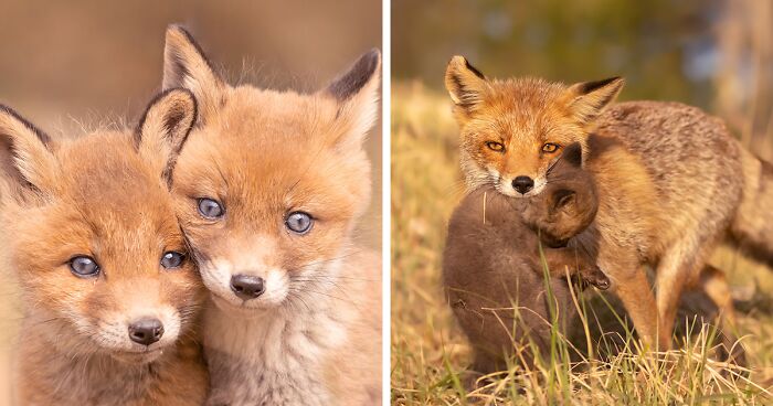 My 21 Pictures Of Mother Foxes And Their Cubs (New Pics)