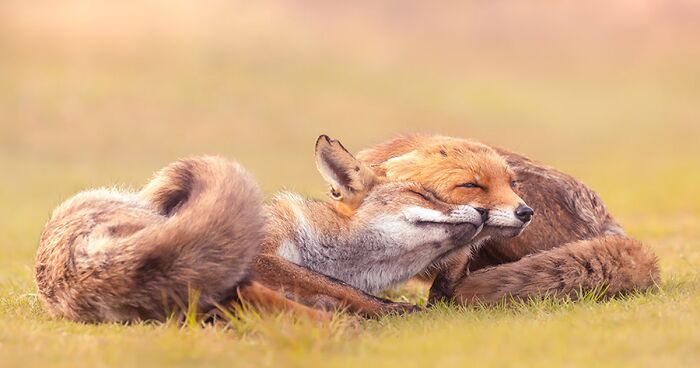 Unconditional Motherly Love: I Took Pictures Of Foxes With Their Cubs (21 New Pics)