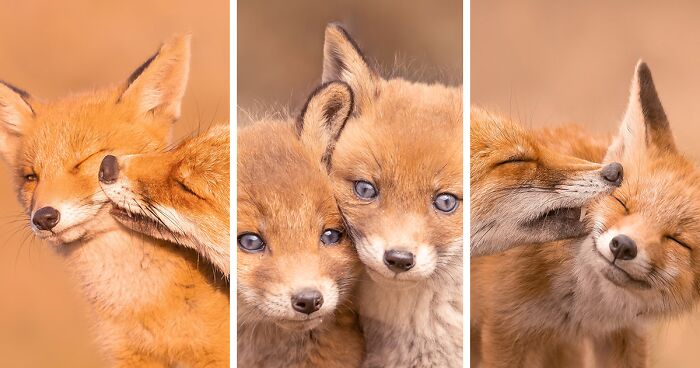 To Celebrate Mother’s Day, I Captured 21 Photographs Of Foxes With Their Little Cubs (New Pics)