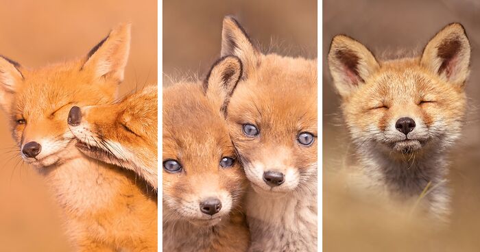 I Took 21 Photographs Of Foxes With Their Cubs To Honor Mother’s Day (New Pics)