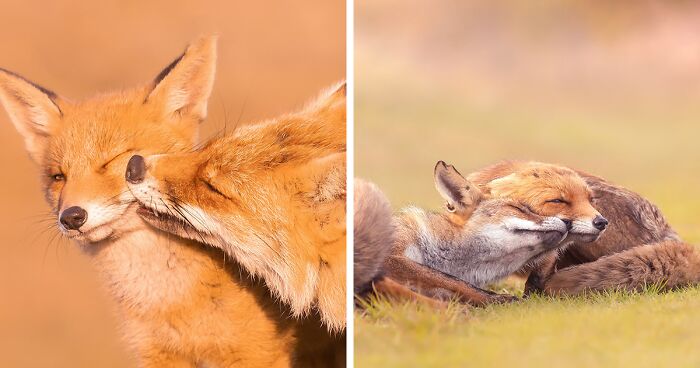 To Celebrate Mother’s Day, I Captured 21 Photographs Of Foxes With Their Little Cubs (New Pics)