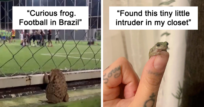 44 Frogs And Toads That Were So Cute, People Just Had To Share Pics On This Online Community