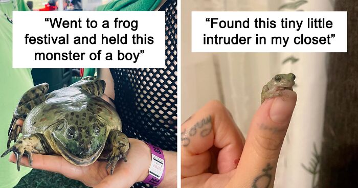 44 Adorable And Funny Pics Of Frogs Shared In This Facebook Group