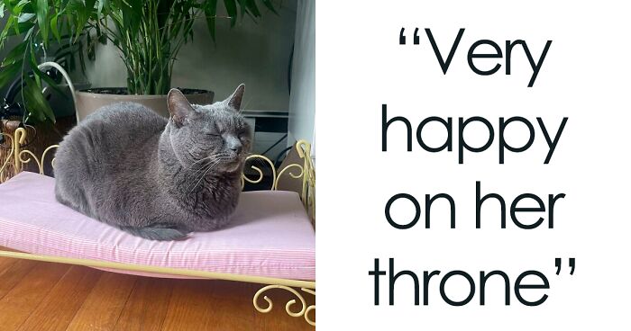 30 Tiny Beds, Sofas, And More Furniture Made Just For Cats, Shared In This Online Group