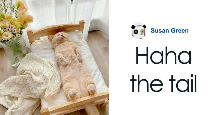 Netizens Gather Online To Share Pics Of Their Cats And Cat-Sized Furniture (45 Of The Cutest Pics)