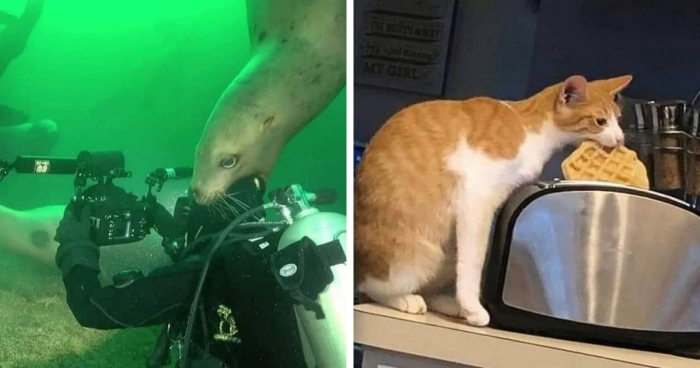 “Animals Going Goblin Mode”: 131 Times Pets Surprised Their Owners With Their Shenanigans, As Shared On This Twitter Page (New Pics)