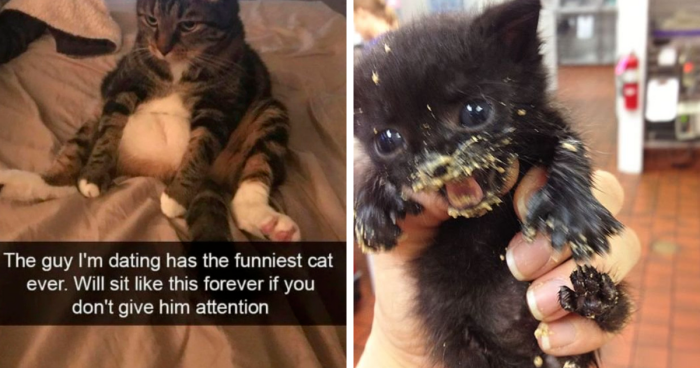 131 Hilarious Pics Of Animals In “Goblin Mode”, As Shared On This Twitter Account