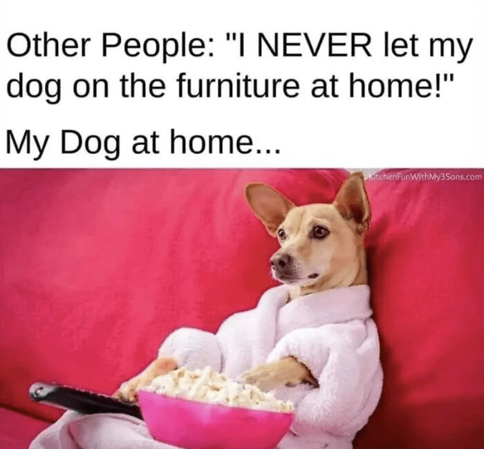 I Think Every Pet Parent Can Relate To These!