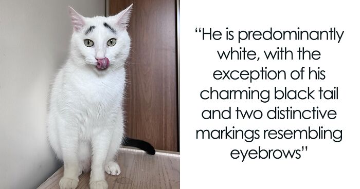 This Rescue Cat With Expressive Eyebrow Markings Became Popular Because Of His Captivating Looks