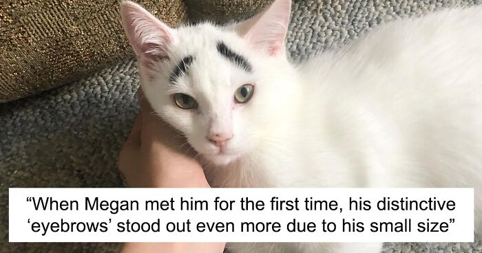 Hénri Is A Rescue Cat Widely Known As The Cat With Eyebrows, Who Went Viral Because Of His Unique Facial Markings